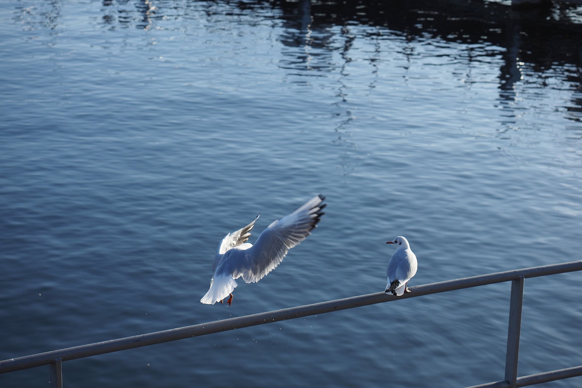 Olympus OM-D E-M1 Mark II: C-AF+Tracking, Bild 21